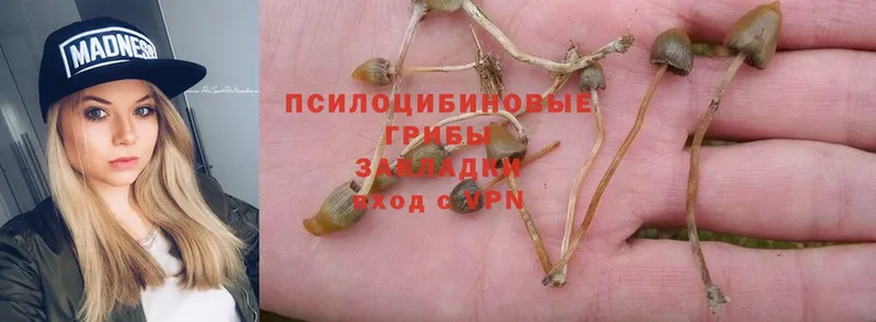 Галлюциногенные грибы Psilocybe  цены наркотик  мега как войти  Калтан 